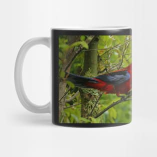 Crimson Rosella at O'Reilly's Mug